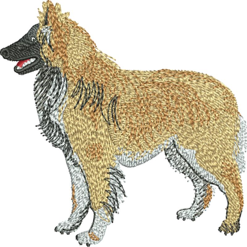 Belgian Shepherd48329 Thumbnail