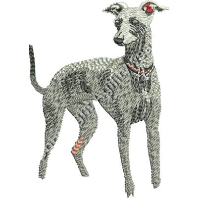 Italian Greyhound48390 Thumbnail