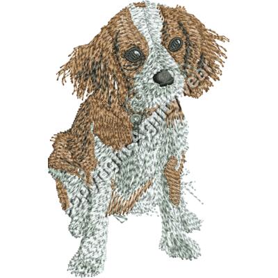 King Charles Spaniel 48398 Thumbnail