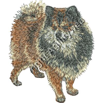 Dwarf spitz Thumbnail