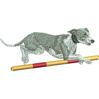 Iltalian Greyhound agility small Thumbnail